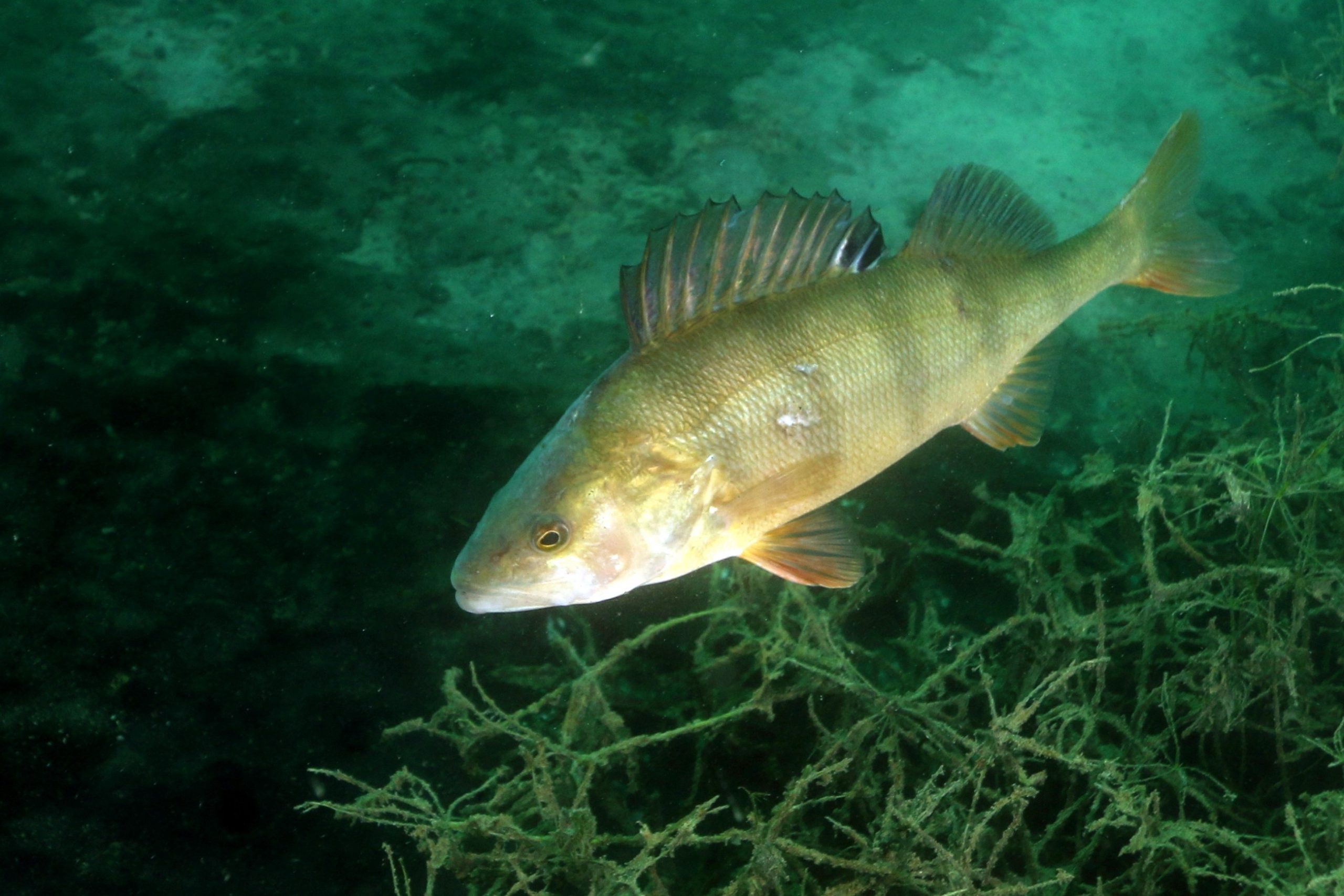 Illustration page d'accueil